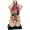 MODEL TORZA (50 cm) - Image 3